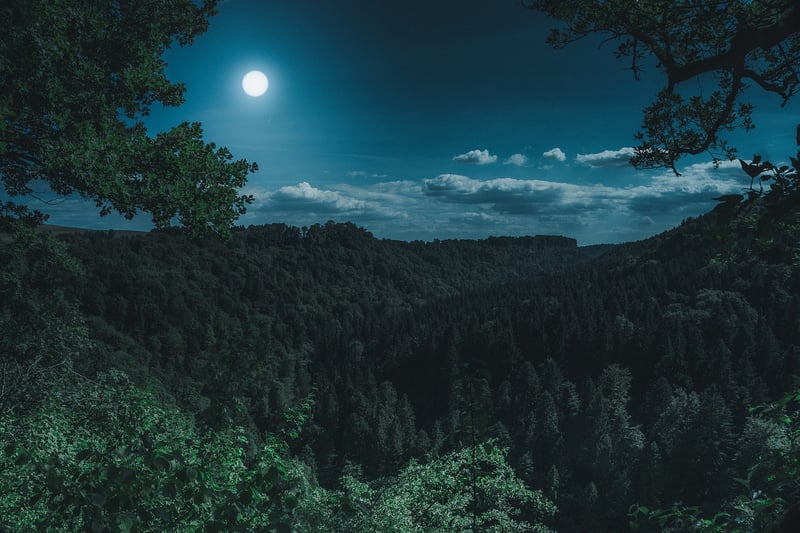 Moonlit Garden